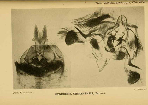 Reproducción/Reproduction 48683429583: Transactions of the Entomological Society of London.. London,The Society.. 