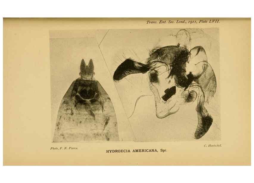 Reproducción/Reproduction 48683941792: Transactions of the Entomological Society of London.. London,The Society.. 