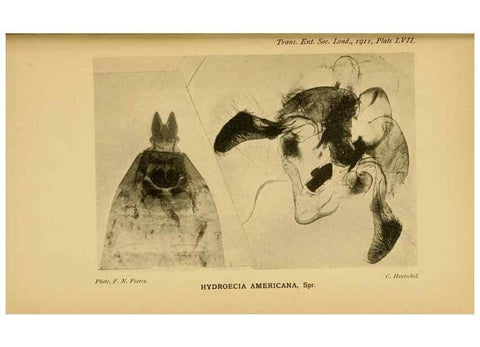 Reproducción/Reproduction 48683941792: Transactions of the Entomological Society of London.. London,The Society.. 