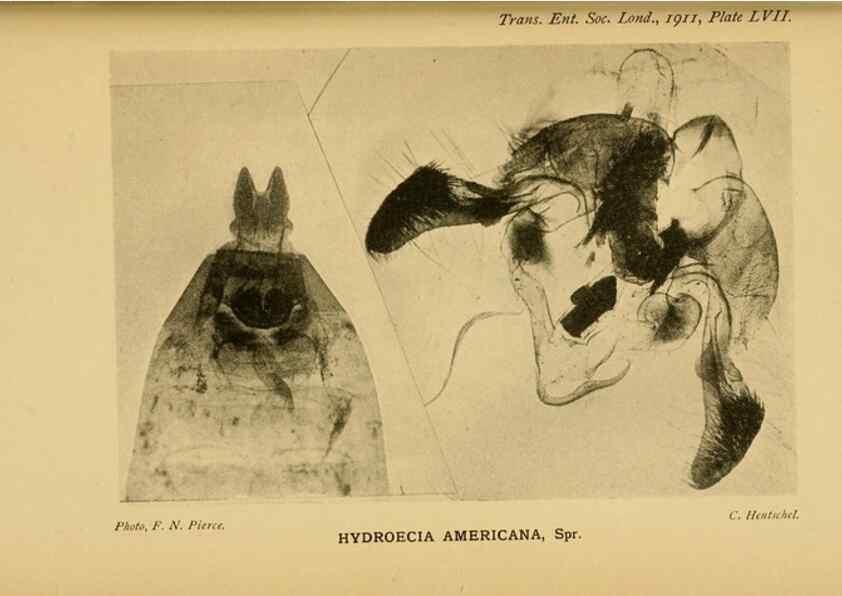 Reproducción/Reproduction 48683941792: Transactions of the Entomological Society of London.. London,The Society.. 