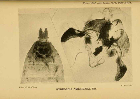 Reproducción/Reproduction 48683941792: Transactions of the Entomological Society of London.. London,The Society.. 