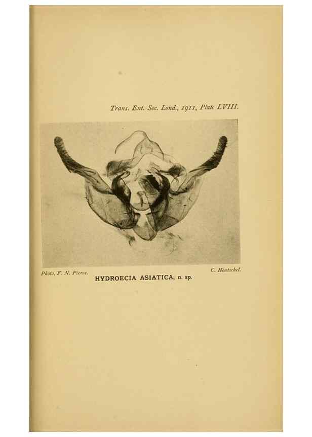 Reproducción/Reproduction 48683768621: Transactions of the Entomological Society of London.. London,The Society.. 