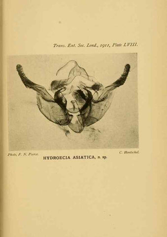 Reproducción/Reproduction 48683768621: Transactions of the Entomological Society of London.. London,The Society.. 