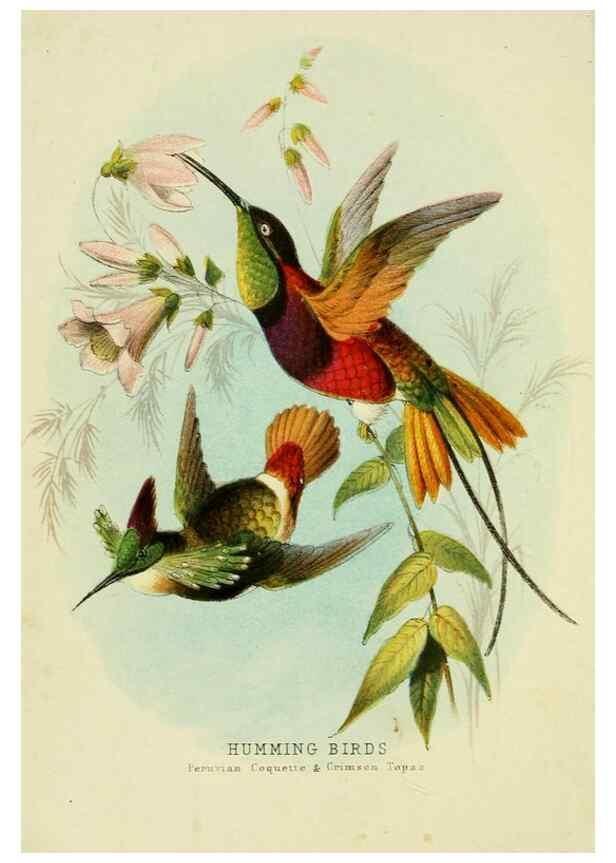 Reproducción/Reproduction 48683795088: Humming-birds,. London ;T. Nelson,1874.. 