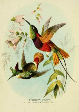 Reproducción/Reproduction 48683795088: Humming-birds,. London ;T. Nelson,1874.. 