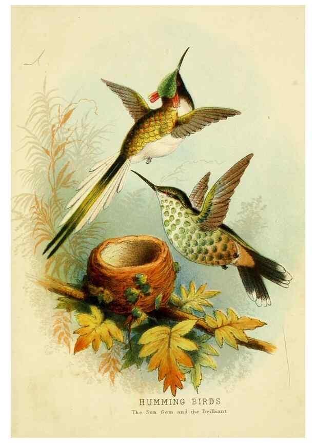 Reproducción/Reproduction 48683795433: Humming-birds,. London ;T. Nelson,1874.. 