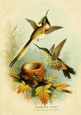 Reproducción/Reproduction 48683795433: Humming-birds,. London ;T. Nelson,1874.. 