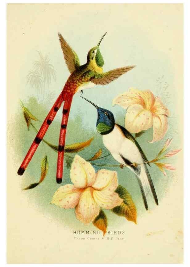 Reproducción/Reproduction 48684134051: Humming-birds,. London ;T. Nelson,1874.. 