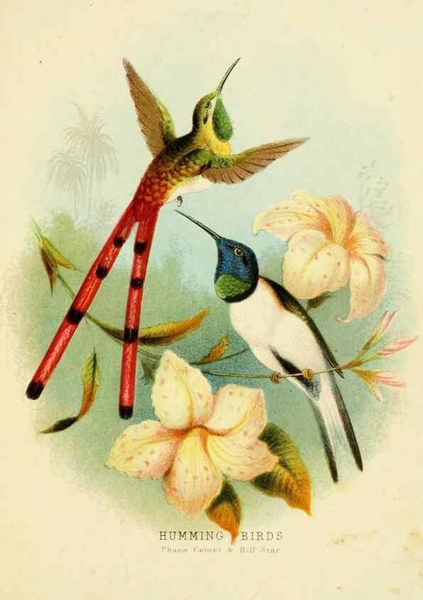 Reproducción/Reproduction 48684134051: Humming-birds,. London ;T. Nelson,1874.. 