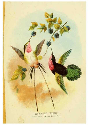 Reproducción/Reproduction 48684134451: Humming-birds,. London ;T. Nelson,1874.. 