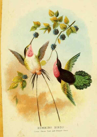 Reproducción/Reproduction 48684134451: Humming-birds,. London ;T. Nelson,1874.. 