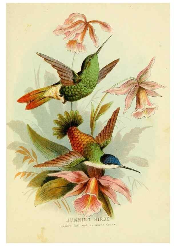 Reproducción/Reproduction 48683796623: Humming-birds,. London ;T. Nelson,1874.. 