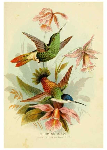Reproducción/Reproduction 48683796623: Humming-birds,. London ;T. Nelson,1874.. 
