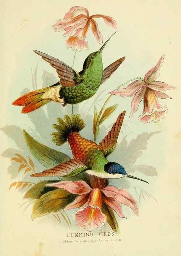 Reproducción/Reproduction 48683796623: Humming-birds,. London ;T. Nelson,1874.. 