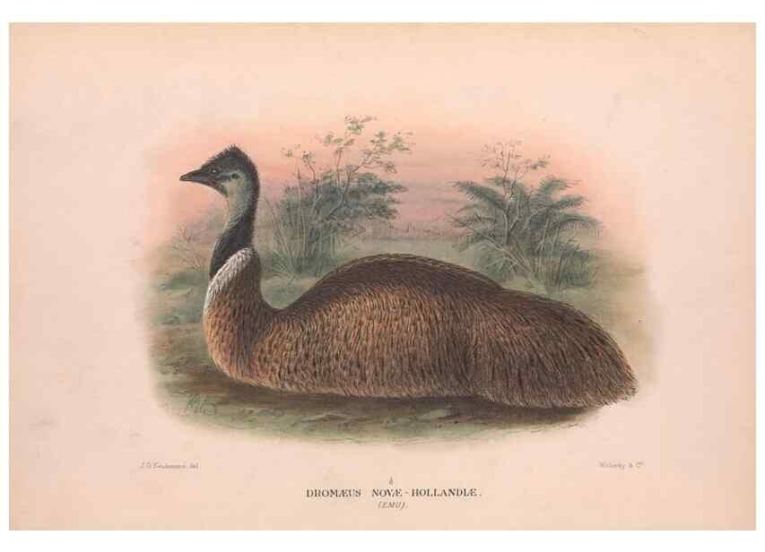 Reproducción/Reproduction 48683855958: The Birds of Australia. London :Witherby & Co.,1910-1927.. 