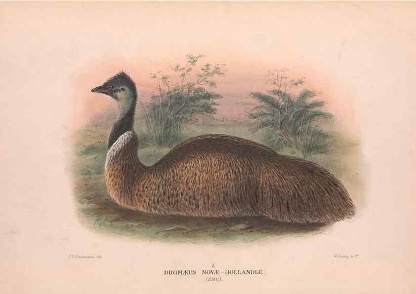 Reproducción/Reproduction 48683855958: The Birds of Australia. London :Witherby & Co.,1910-1927.. 