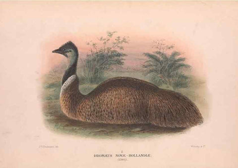 Reproducción/Reproduction 48683855958: The Birds of Australia. London :Witherby & Co.,1910-1927.. 