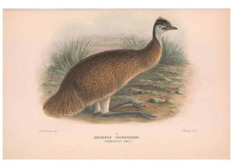 Reproducción/Reproduction 48683856393: The Birds of Australia. London :Witherby & Co.,1910-1927.. 