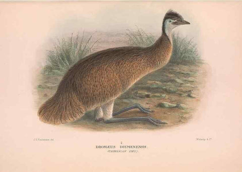 Reproducción/Reproduction 48683856393: The Birds of Australia. London :Witherby & Co.,1910-1927.. 