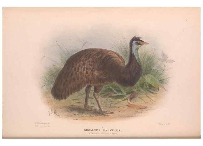 Reproducción/Reproduction 48684370737: The Birds of Australia. London :Witherby & Co.,1910-1927.. 