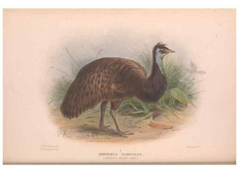 Reproducción/Reproduction 48684370737: The Birds of Australia. London :Witherby & Co.,1910-1927.. 