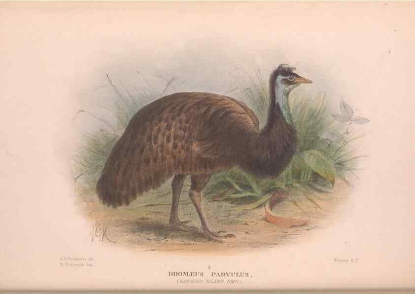 Reproducción/Reproduction 48684370737: The Birds of Australia. London :Witherby & Co.,1910-1927.. 