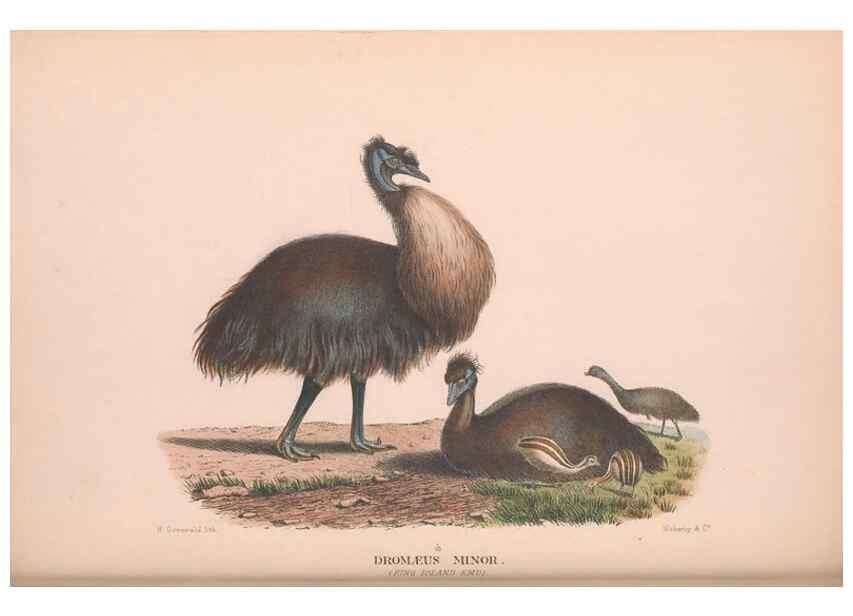 Reproducción/Reproduction 48683857118: The Birds of Australia. London :Witherby & Co.,1910-1927.. 
