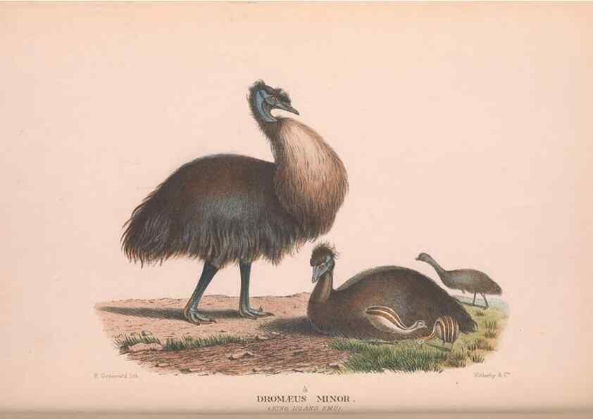 Reproducción/Reproduction 48683857118: The Birds of Australia. London :Witherby & Co.,1910-1927.. 