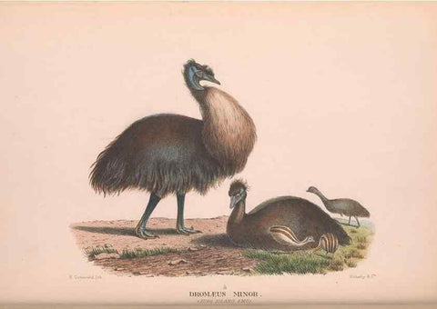 Reproducción/Reproduction 48683857118: The Birds of Australia. London :Witherby & Co.,1910-1927.. 