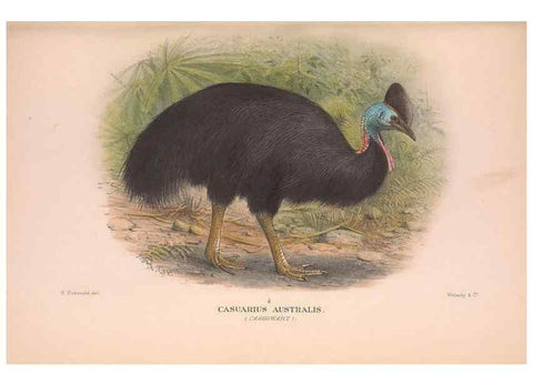 Reproducción/Reproduction 48683857448: The Birds of Australia. London :Witherby & Co.,1910-1927.. 