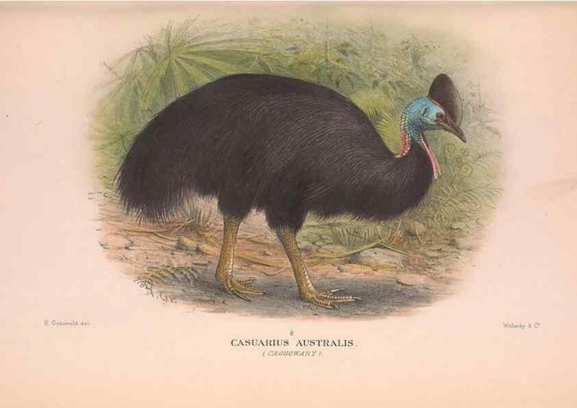 Reproducción/Reproduction 48683857448: The Birds of Australia. London :Witherby & Co.,1910-1927.. 