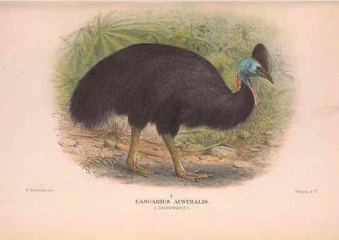 Reproducción/Reproduction 48683857448: The Birds of Australia. London :Witherby & Co.,1910-1927.. 