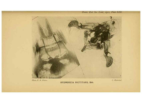 Reproducción/Reproduction 48683428113: Transactions of the Entomological Society of London.. London,The Society.. 