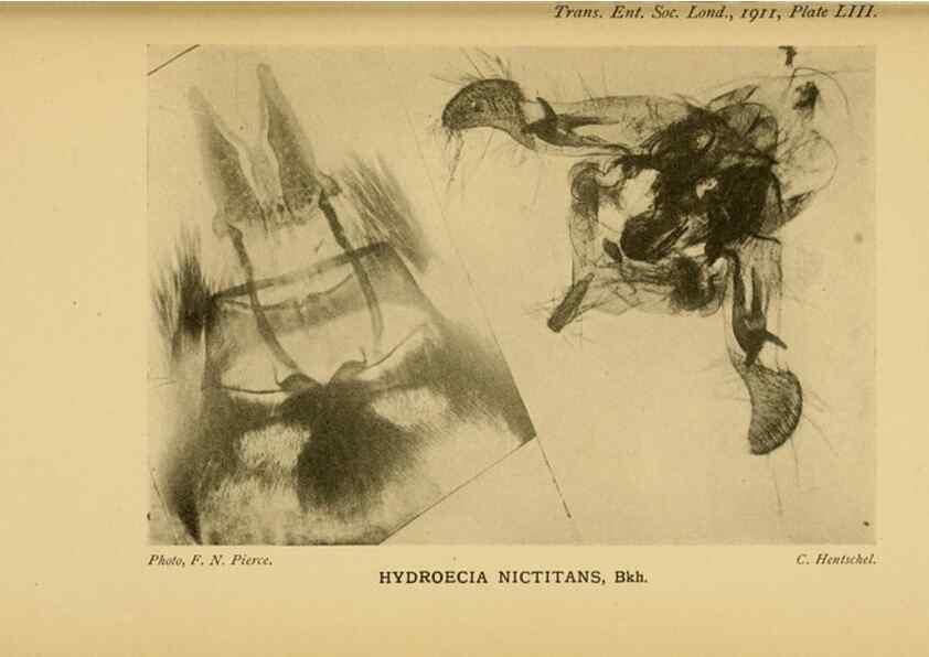 Reproducción/Reproduction 48683428113: Transactions of the Entomological Society of London.. London,The Society.. 