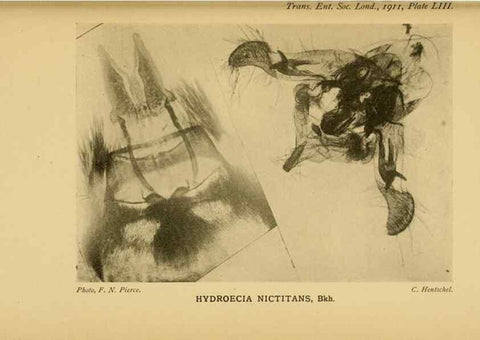 Reproducción/Reproduction 48683428113: Transactions of the Entomological Society of London.. London,The Society.. 
