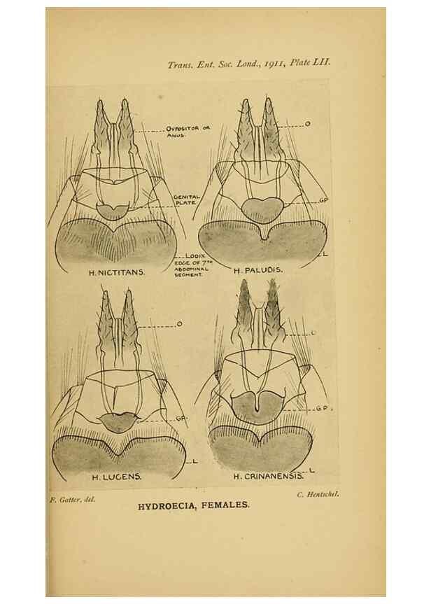 Reproducción/Reproduction 48683939737: Transactions of the Entomological Society of London.. London,The Society.. 
