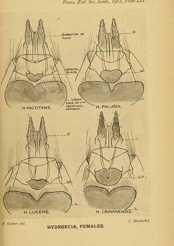 Reproducción/Reproduction 48683939737: Transactions of the Entomological Society of London.. London,The Society.. 