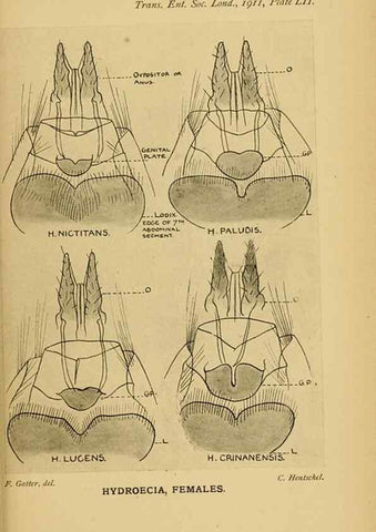 Reproducción/Reproduction 48683939737: Transactions of the Entomological Society of London.. London,The Society.. 