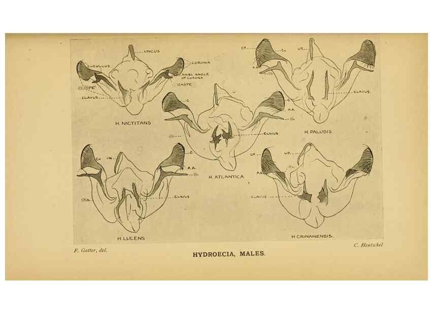 Reproducción/Reproduction 48683427228: Transactions of the Entomological Society of London.. London,The Society.. 