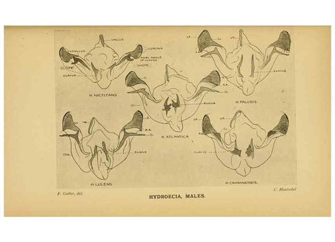 Reproducción/Reproduction 48683427228: Transactions of the Entomological Society of London.. London,The Society.. 