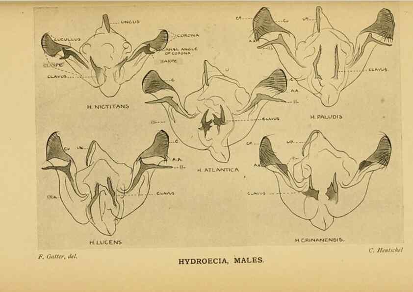 Reproducción/Reproduction 48683427228: Transactions of the Entomological Society of London.. London,The Society.. 