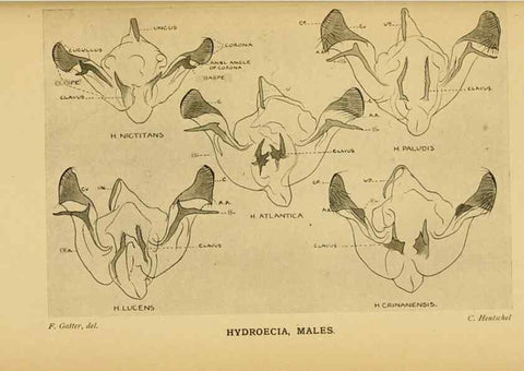 Reproducción/Reproduction 48683427228: Transactions of the Entomological Society of London.. London,The Society.. 