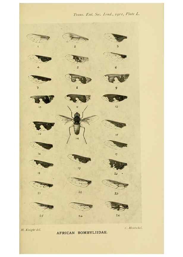 Reproducción/Reproduction 48683426863: Transactions of the Entomological Society of London.. London,The Society.. 