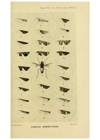 Reproducción/Reproduction 48683426863: Transactions of the Entomological Society of London.. London,The Society.. 