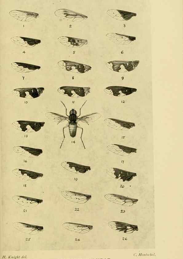Reproducción/Reproduction 48683426863: Transactions of the Entomological Society of London.. London,The Society.. 