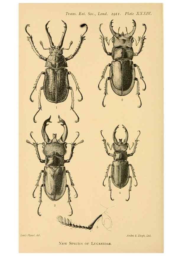 Reproducción/Reproduction 48683420303: Transactions of the Entomological Society of London.. London,The Society.. 