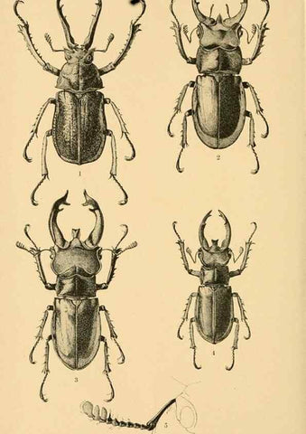 Reproducción/Reproduction 48683420303: Transactions of the Entomological Society of London.. London,The Society.. 