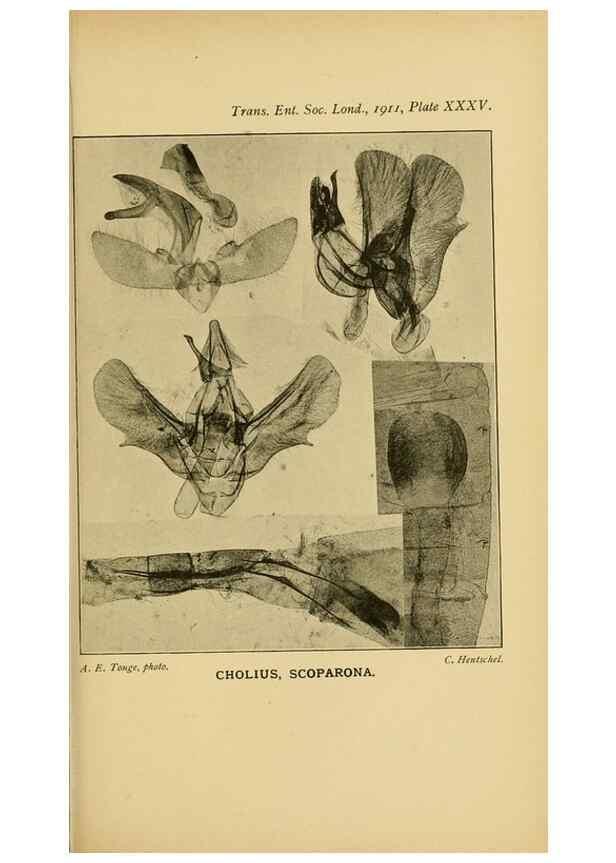 Reproducción/Reproduction 48683420738: Transactions of the Entomological Society of London.. London,The Society.. 