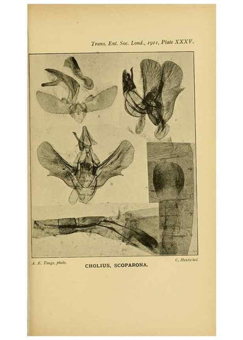Reproducción/Reproduction 48683420738: Transactions of the Entomological Society of London.. London,The Society.. 
