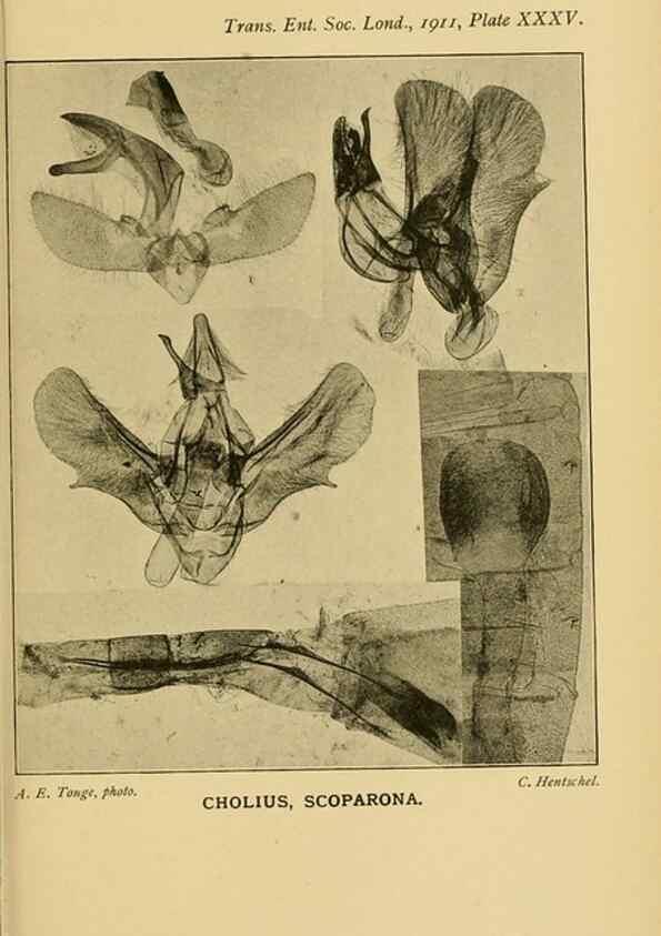 Reproducción/Reproduction 48683420738: Transactions of the Entomological Society of London.. London,The Society.. 